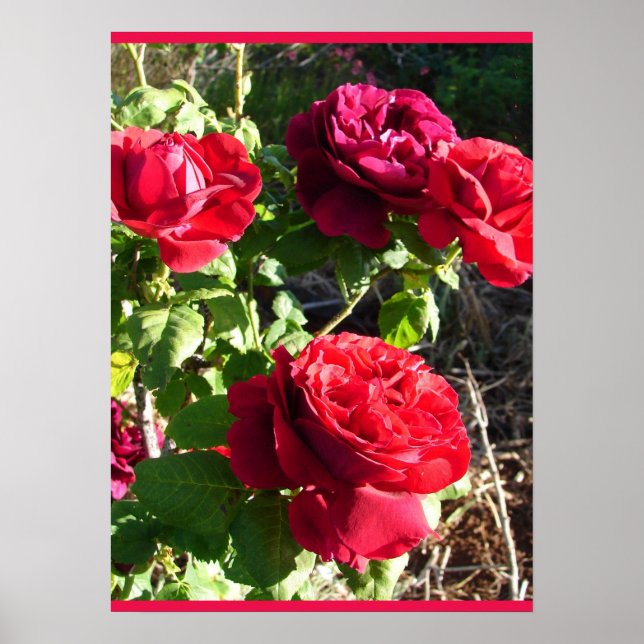 Affiche Rose rouge Roses Fleur Floral Jardin Eugene Furst (Devant)