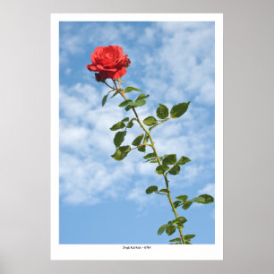Affiche Rose rouge simple