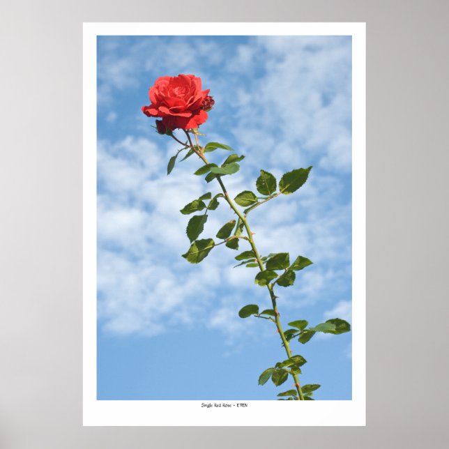 Affiche Rose rouge simple (Devant)