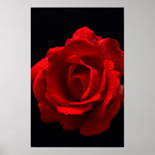 Affiche Rose rouge wapm