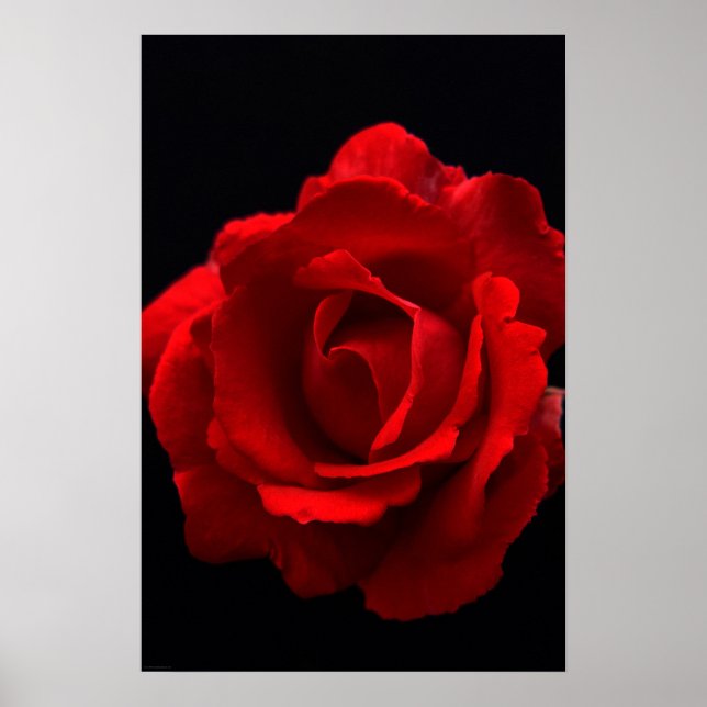 Affiche Rose rouge wapm (Devant)