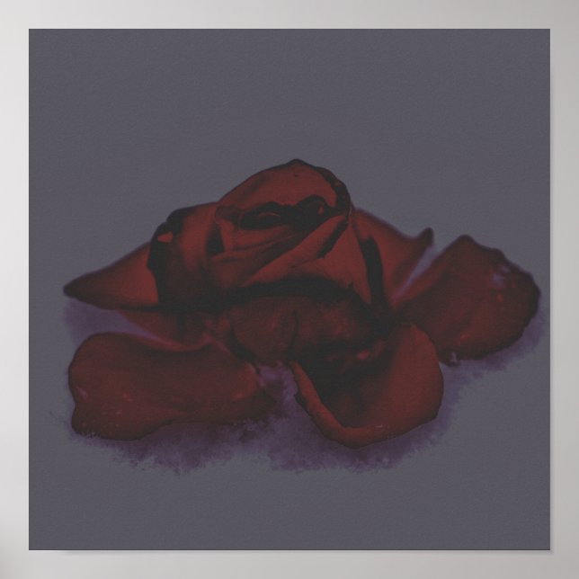 Affiche Rose sombre (Devant)