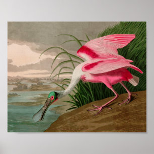 Affiche Rose Spoonbill Birds of America Audubon Print