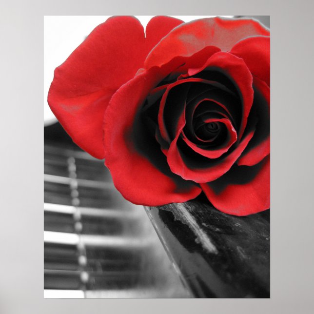 Affiche Rose sur Piano Collection I (Devant)