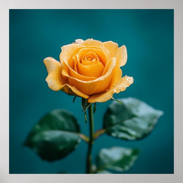 Affiche Rose unique (Devant)