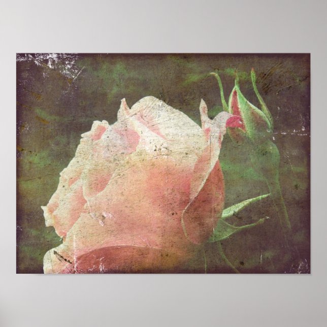 Affiche Rose vintage (Devant)