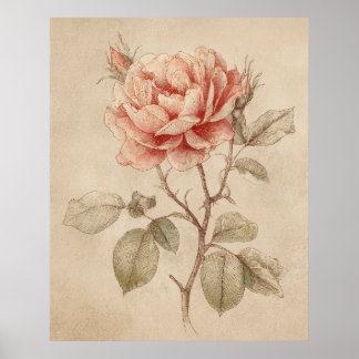 Affiche Rose Vintage Amoureux de la Nature