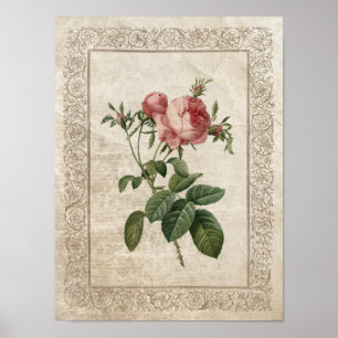 Affiche Rose vintage III Botanique