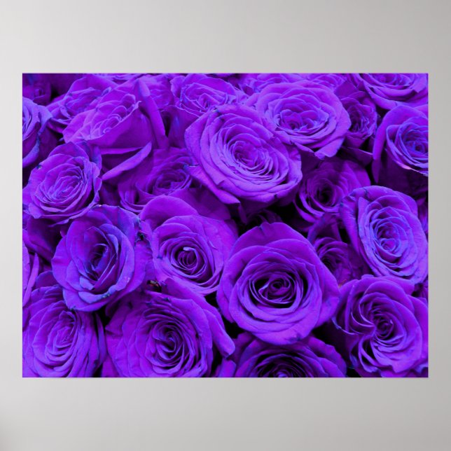 Affiche Rose violet, fleurs violettes violettes (Devant)