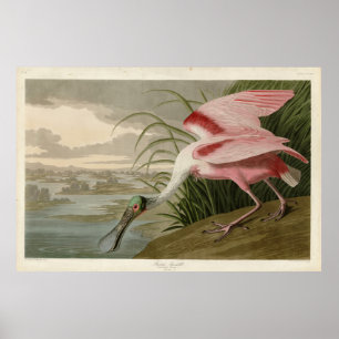 Affiche Roseate Spoonbill from Audubon's Birds of America