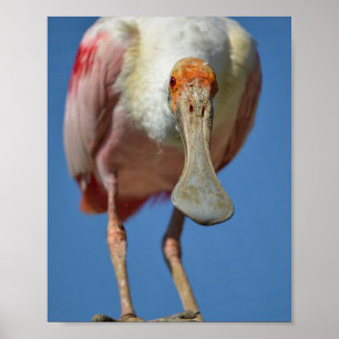 Affiche Roseate Spoonbill with its big beak 
