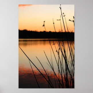 Affiche Roseaux et reflets au bord du lac au coucher du so