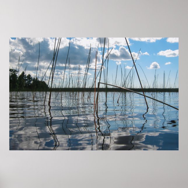Affiche Roseaux et reflets sur le lac Rice (Devant)