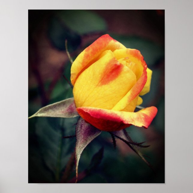 Affiche Rosebud Jaune Avec Points Forts Rouges (Devant)