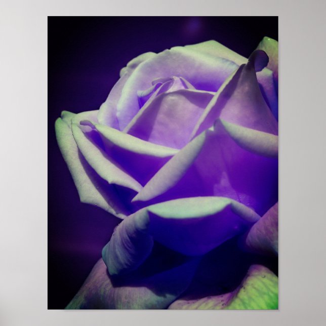 Affiche Rosebud pourpre (Devant)