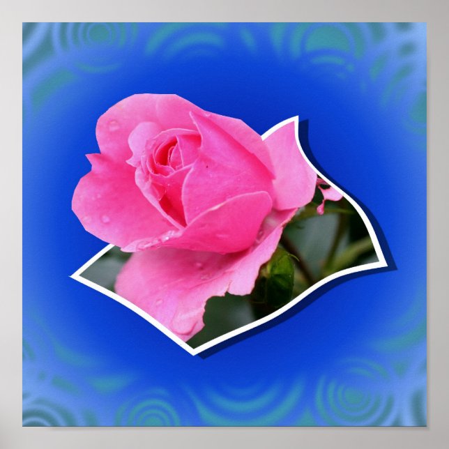 Affiche Rosebud Rose Fleurit De L'Art Des Limites (Devant)