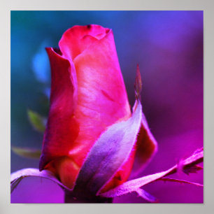 Affiche Rosebud rouge fermer la teinte de couleur