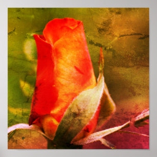 Affiche Rosebud rouge Gros plan