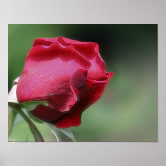 Affiche Rosebud rouge pliant (Devant)