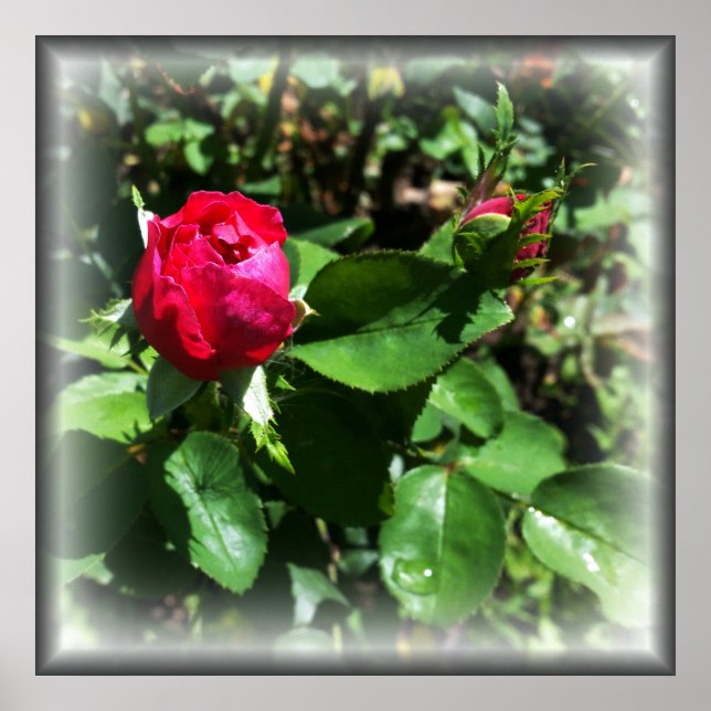 Affiche rosebules (Devant)