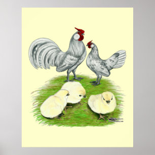 Affiche Rosecomb naine et poussins