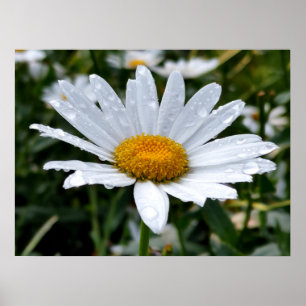 Affiche Rosée du matin sur une marguerite