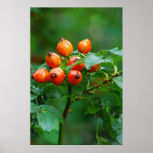 Affiche Rosehip après la pluie