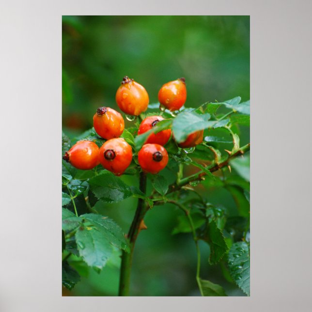 Affiche Rosehip après la pluie (Devant)