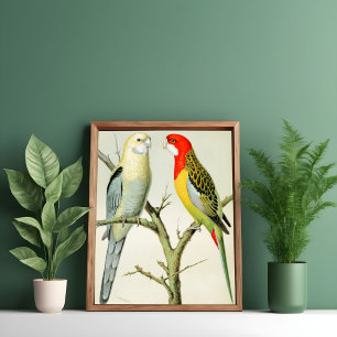 Affiche Rosella Parrakeets