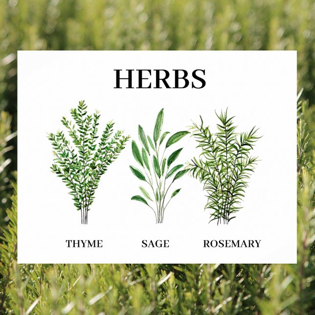 Affiche Rosemary Herbes de Sage de thym Cuisine culinaire  (Créateur téléchargé)