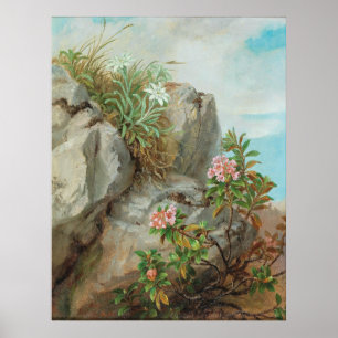 Affiche Roses alpins Vintages Anna Stainer-Knittel