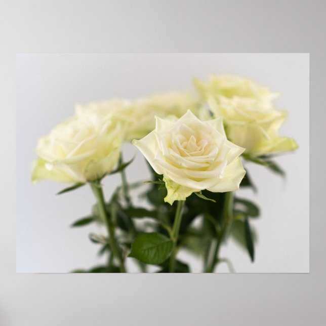 Affiche Roses blanches classiques Photographie botanique e (Devant)