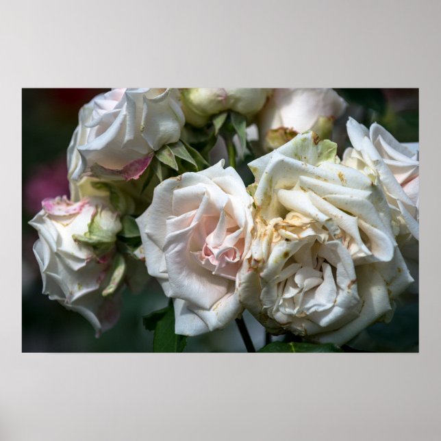 Affiche Roses Blanches en Fleurs Photographie (Devant)