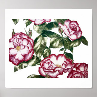 Affiche Roses blanches No2