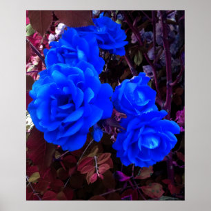 Affiche Roses bleu électrique