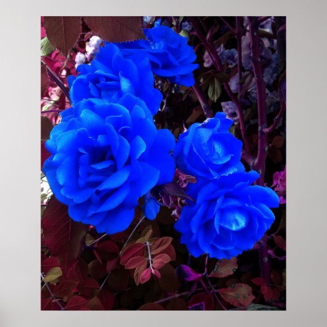 Affiche Roses bleu électrique (Devant)
