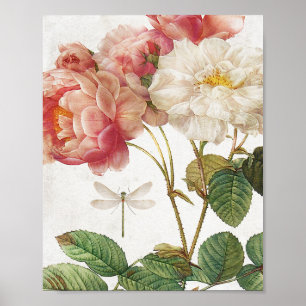 Affiche Roses botaniques vintages roses et blancs