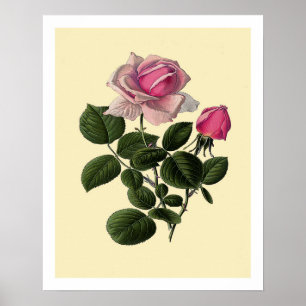 Affiche Roses de thé rose