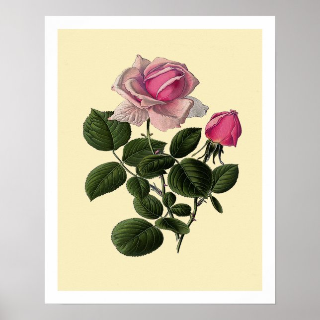 Affiche Roses de thé rose (Devant)