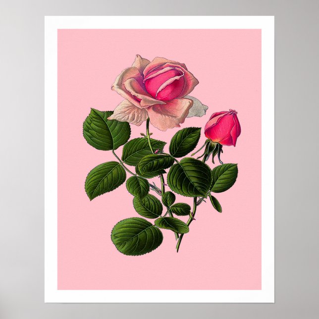 Affiche Roses de thé rose (Devant)