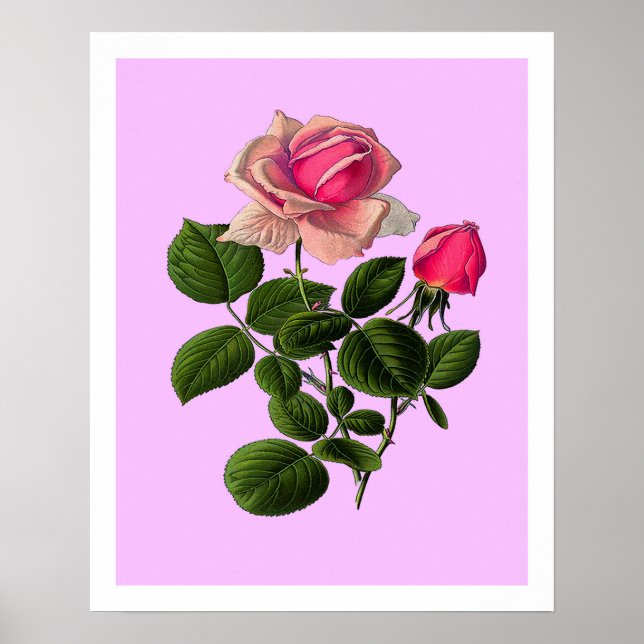 Affiche Roses de thé rose (Devant)