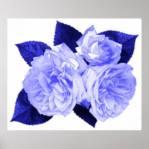 Affiche Roses démodés