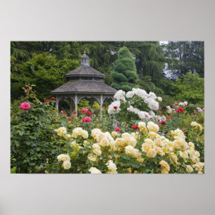 Affiche Roses en fleurs et jardin des Roses de Gazebo