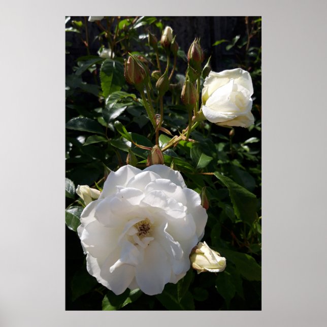 Affiche Roses fleurs, roses blanches (Devant)