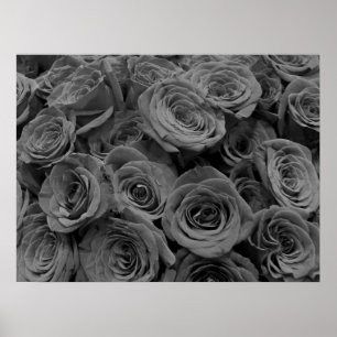 Affiche Roses gris, gris floral photo l