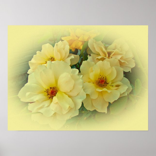 Affiche Roses jaunes (Devant)