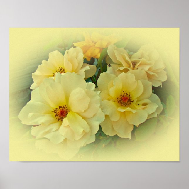 Affiche Roses jaunes (Devant)
