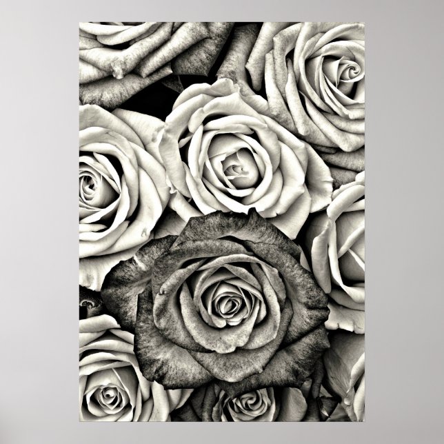 Affiche Roses noires et blanches (Devant)