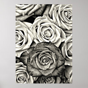 Affiche Roses noires et blanches