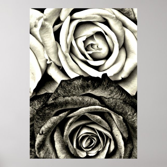 Affiche Roses noires et blanches classiques (Devant)